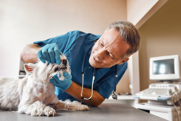 Best Emergency Dental Care for Broken or Chipped Teeth in Aberdeen, NC